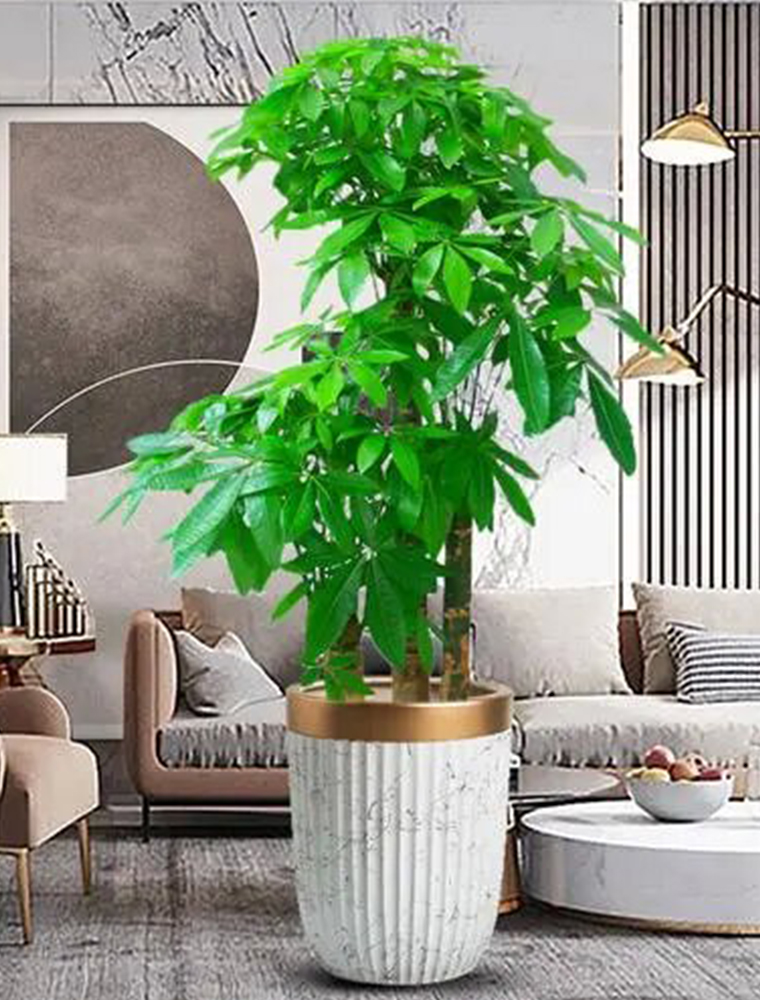 發(fā)財(cái)樹